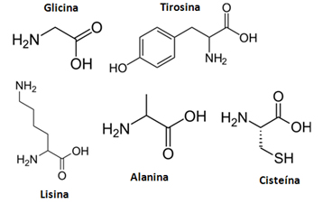 Exemplos de aminoácidos encontrados nas proteínas